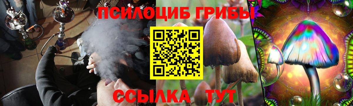 Псилоцибиновые грибы Psilocybe Черняховск